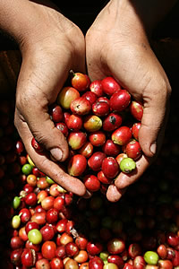 Bild: Kaffeekirschen von Altomayo