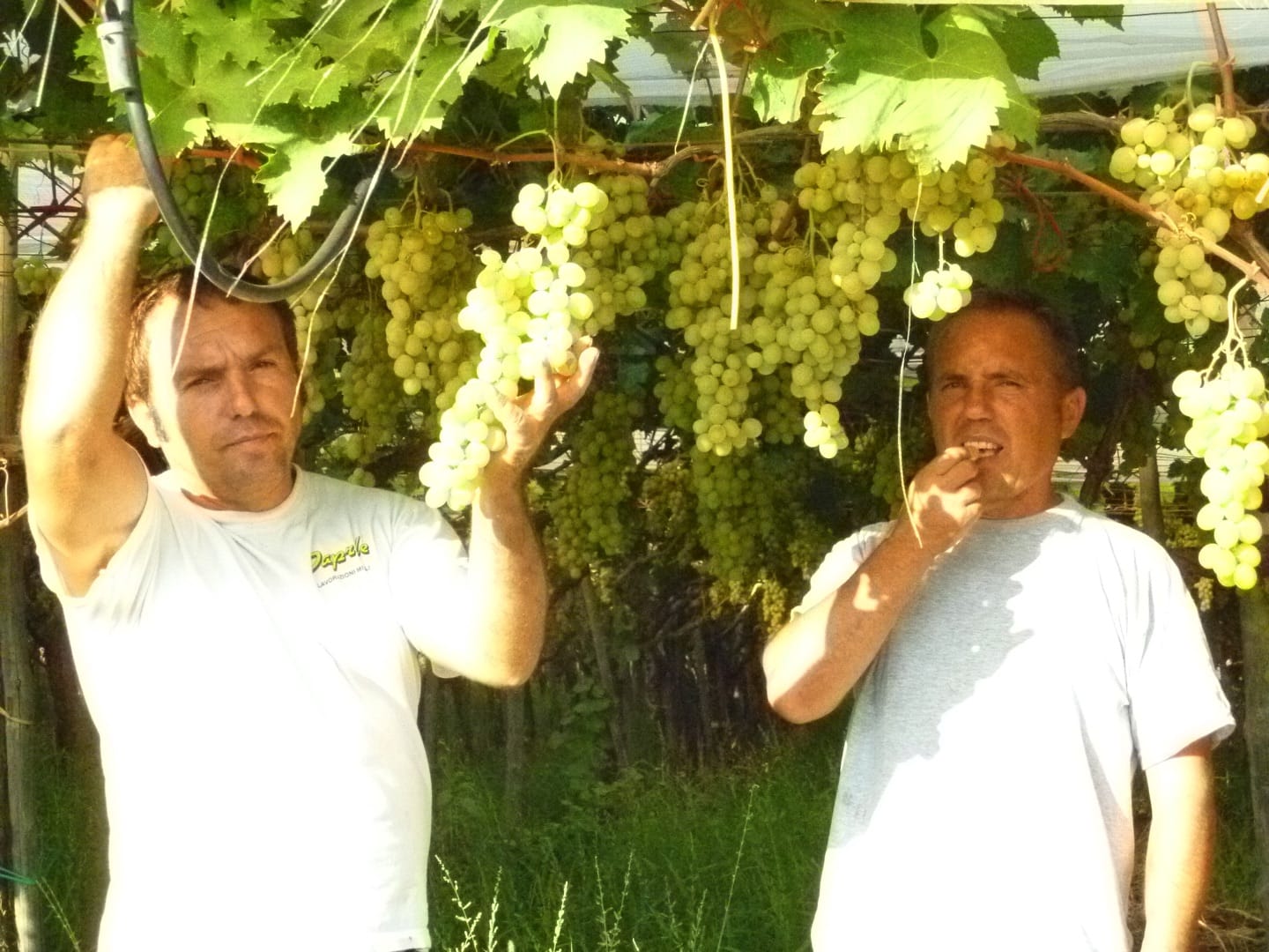 Brüder Paolo und Vincenzo Natile, apulische Bauern