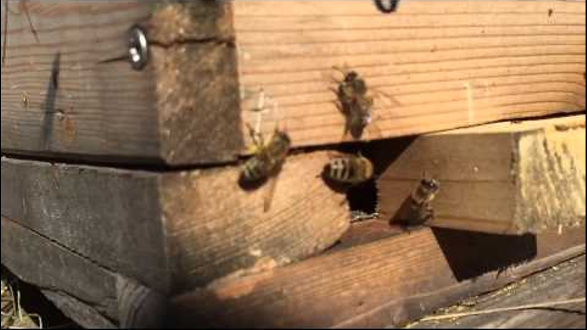 Bienen in Zeitlupe - Zu Besuch beim Bio-Imker in Neukölln
