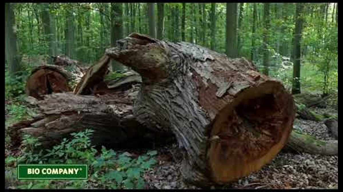 Ein Film zum Mit Mach Wald