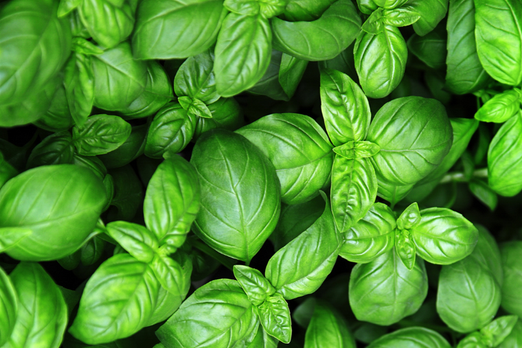 Balkonkräuter: Basilikum