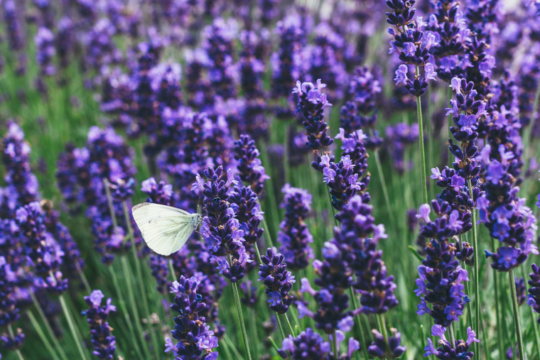 Balkonkräuter: Lavendel