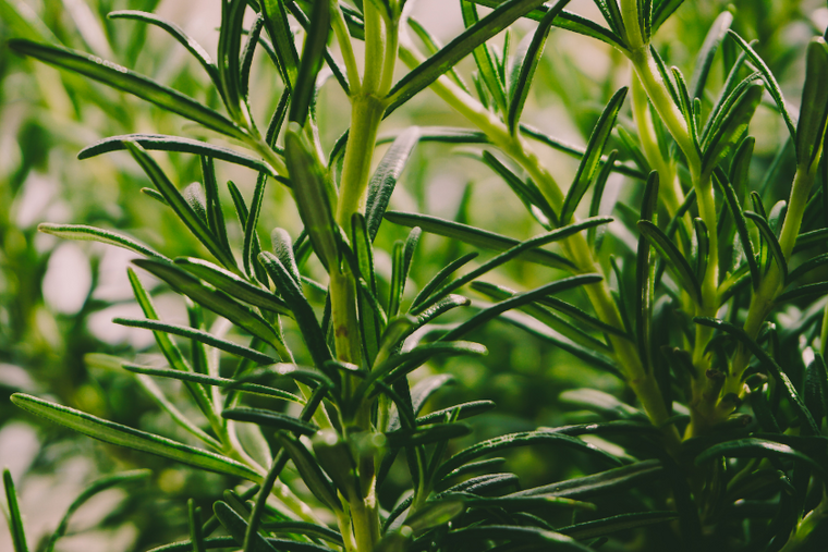 Balkonkräuter: Rosmarin