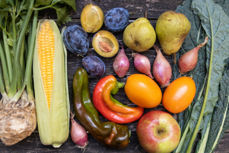 Obst und Gemüse im September unter anderem Mais, Zwetschgen, Birnen und Spitzpaprika