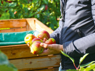 Zeit für die Apfelernte Teaser