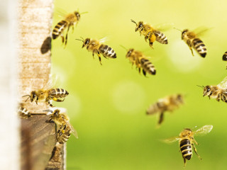 Bienen und Bauern retten! - eine Europäische Bürgerinitiative Teaser