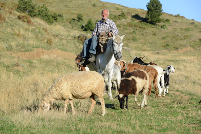 Hirte mit Ziegen und Schafen