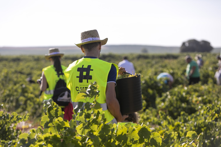 Bei der Weinlese auf Cuatro Rayas