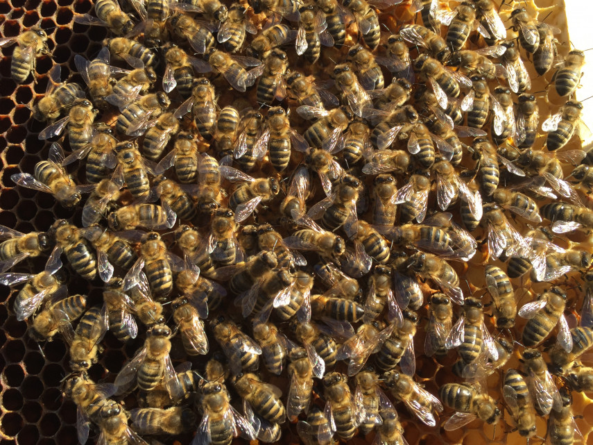 Kommentar des BNN zu Öko-Test untersucht Honig: Was im Gedächtnis bleibt ist die Skandalisierung Bild
