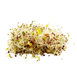 Sprossen