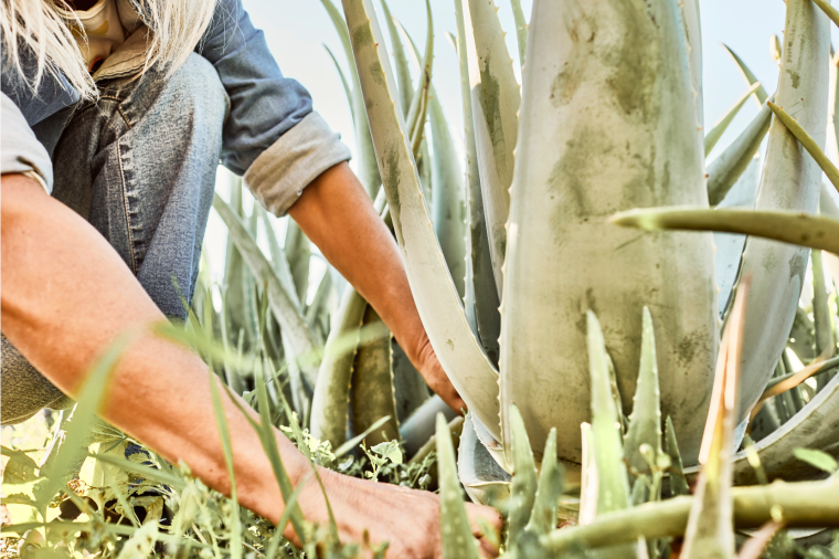 Aloe Vera