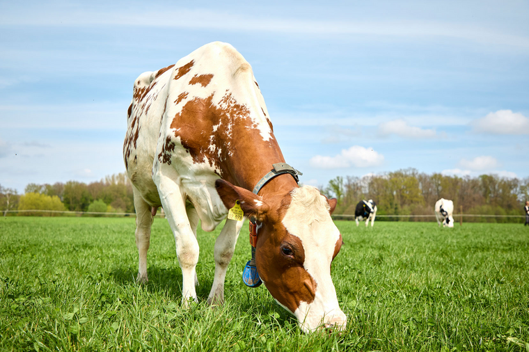 Molkerei Söbbeke: Handwerkskunst aus Weidemilch