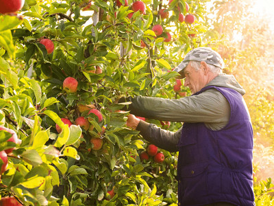 Bio-Obst Augustin: Eine Apfelreise