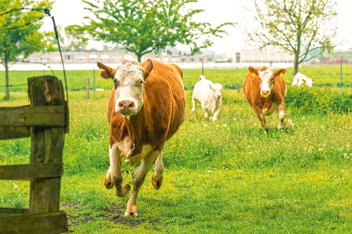 Milchkühe laufen auf einer grünen Weide.