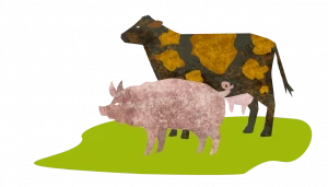 Symbolbild Rind und Schwein